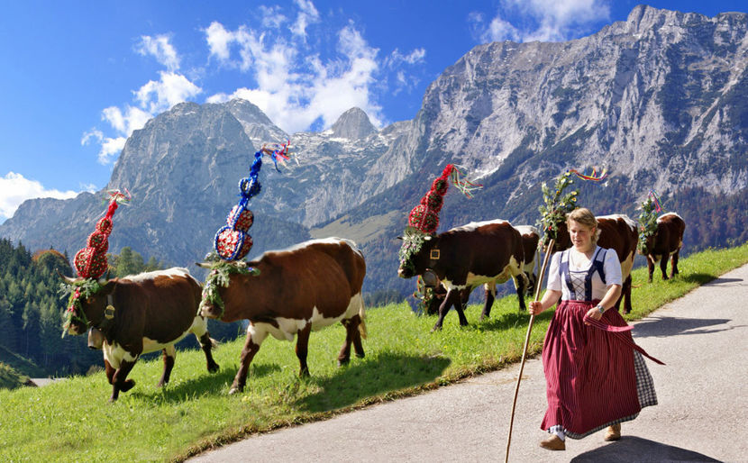 Rasa Pinzgauer la munte - RASE DE VACI FRUMOASE-2