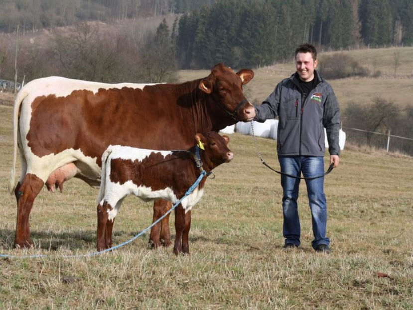 Vaca Pinzgauer cu vitel frumos - RASE DE VACI FRUMOASE-2