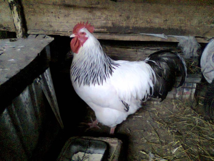 Fotografie2452 - fam 2 SHD