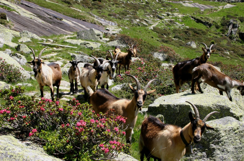 Capre Passiria si Alpine la munte - Rase de oi si capre poze deosebite 13