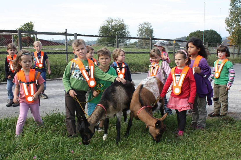 Copii si caprele-5hg - Rase de oi si capre poze deosebite 13