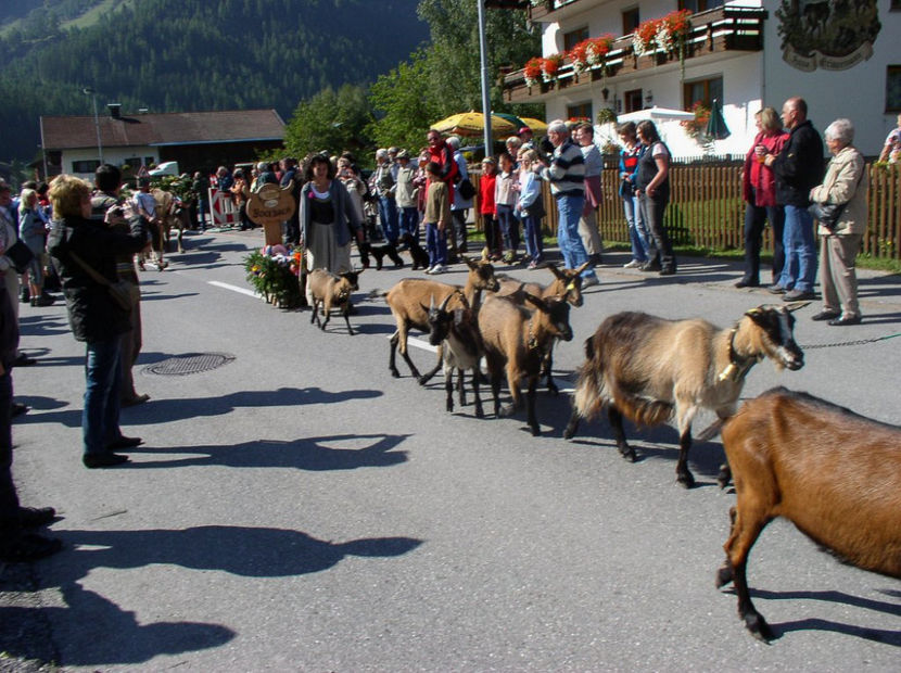 Oamenii fac poze , la noi ar huidui - Rase de oi si capre poze deosebite 13