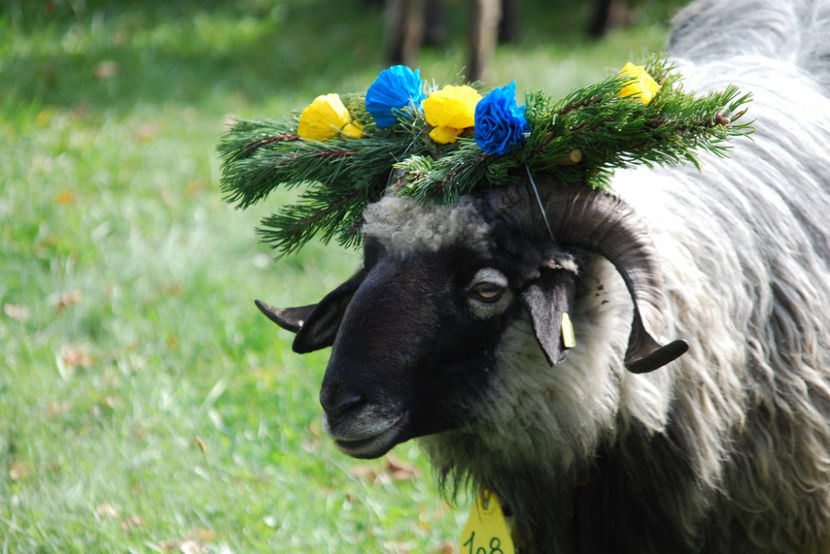 Oita cu coronita pe cap - Rase de oi si capre poze deosebite 13