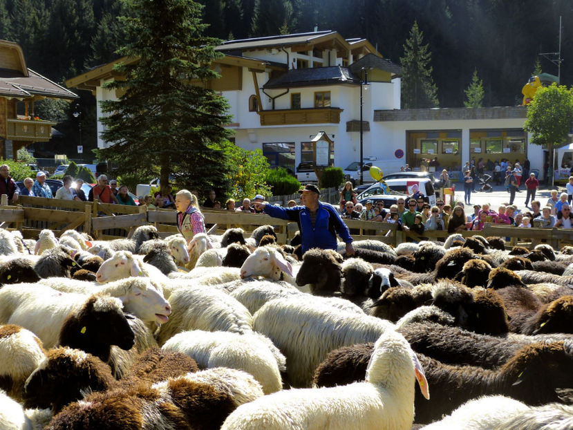 Oitele  austriece la ocol - Rase de oi si capre poze deosebite 13