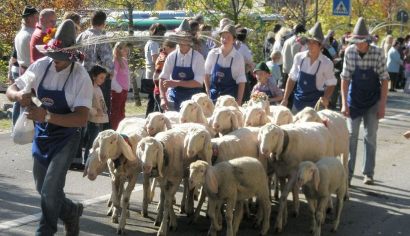 Pe drum cu oitele Bergschaf-38 - Rase de oi si capre poze deosebite 13