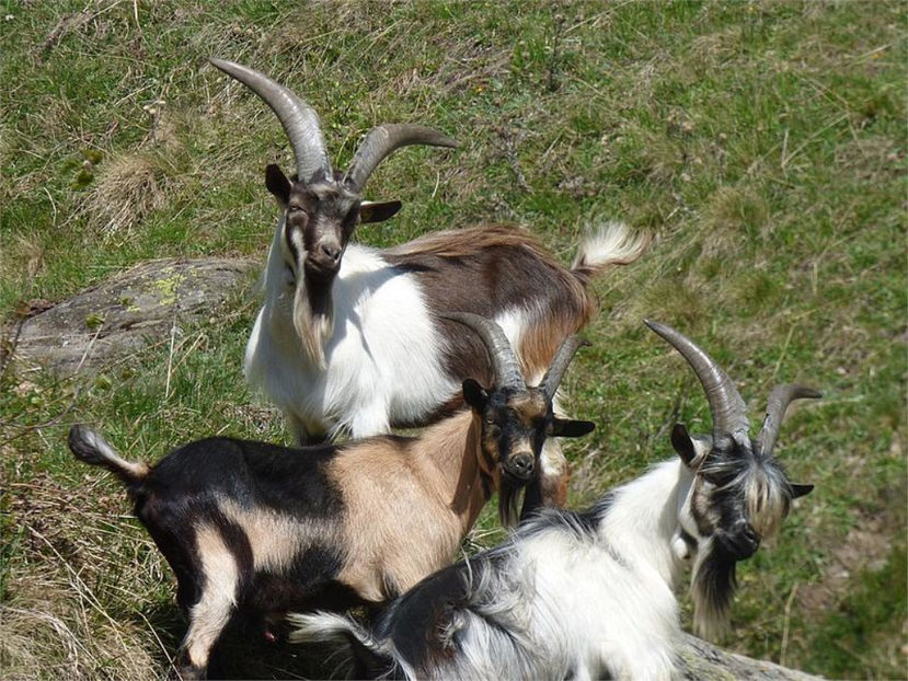 Tapi Passiria la soare - Rase de oi si capre poze deosebite 13