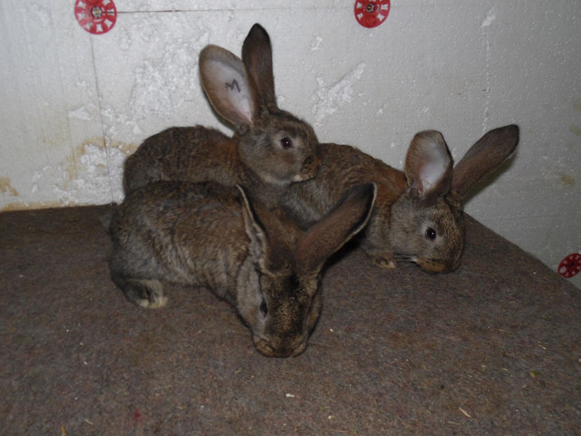 3 MASCULI DE PERSPECTIVA - 05 O FEMELA ADEVARATA--VIDEO 18 01 2017