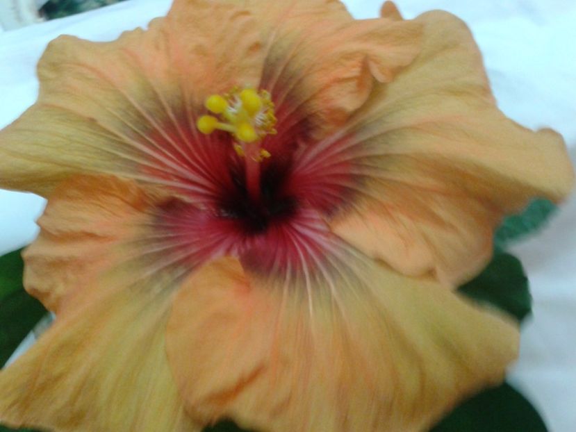 DARK  CONGO - HIBISCUS 2017---2018