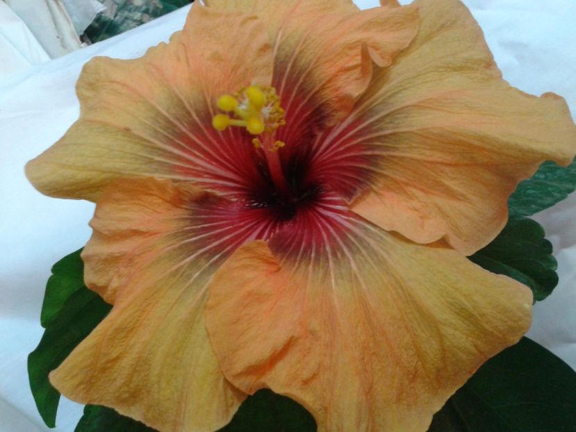 DARK CONGO - HIBISCUS 2017---2018