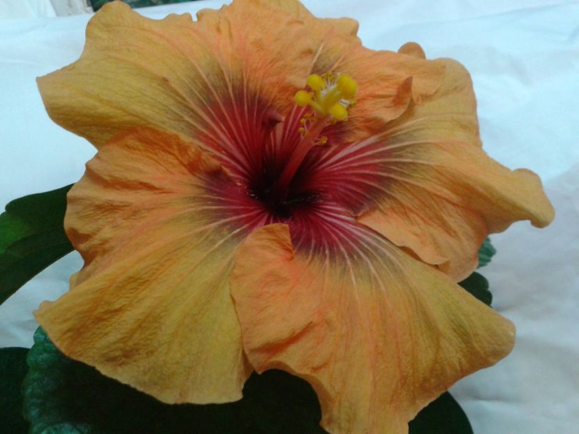 Fotografie0706 - HIBISCUS 2017---2018