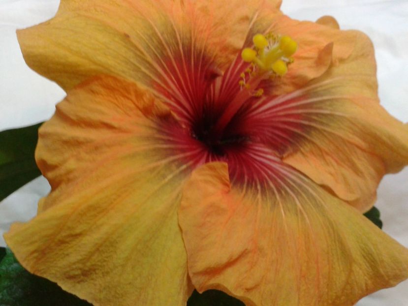 Fotografie0705_1 - HIBISCUS 2017---2018