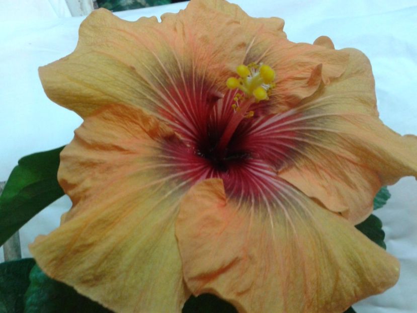 Fotografie0703_1 - HIBISCUS 2017---2018