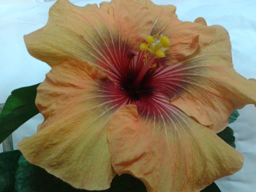 Fotografie0702 - HIBISCUS 2017---2018