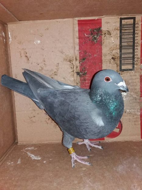 Neagra - Noileachizitii