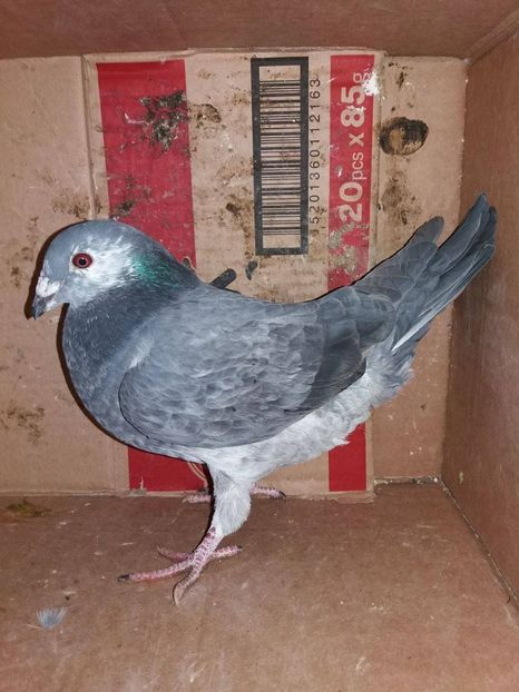 Cucu - Noileachizitii