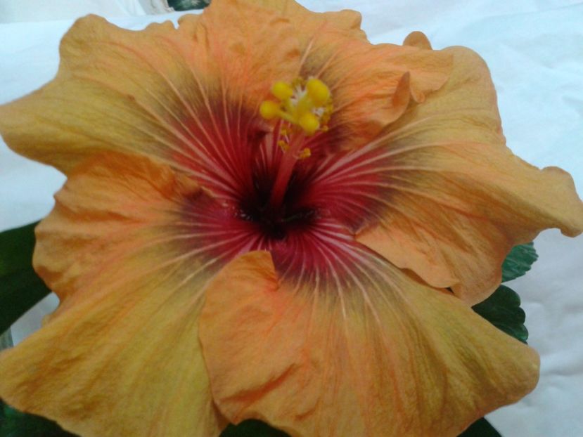 Fotografie0699_2 - HIBISCUS 2017---2018