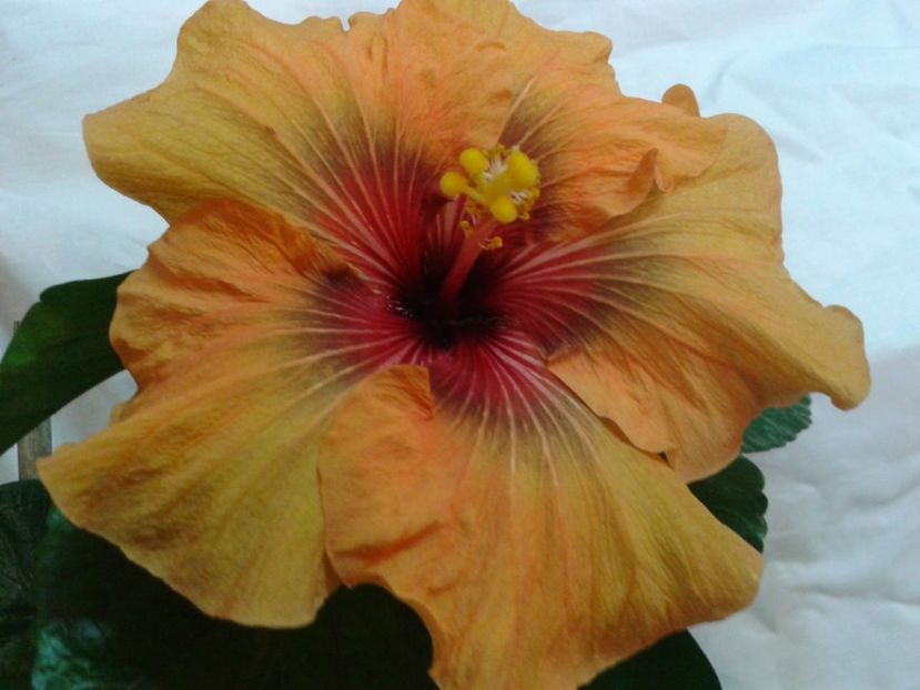 Fotografie0698_1 - HIBISCUS 2017---2018