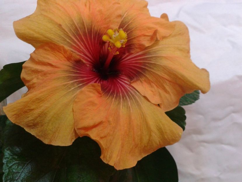Fotografie0697_1 - HIBISCUS 2017---2018