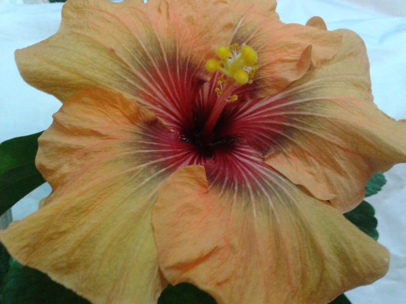 Fotografie0695 - HIBISCUS 2017---2018