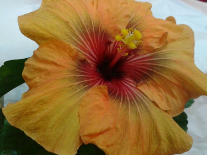 Fotografie0693_1 - HIBISCUS 2017---2018