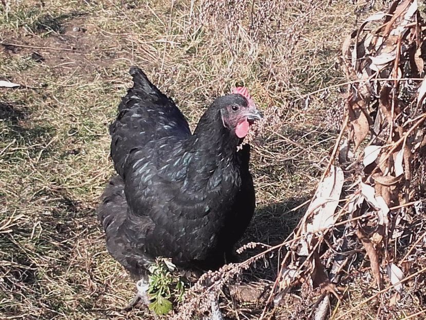  - Vand oua pentru incubat