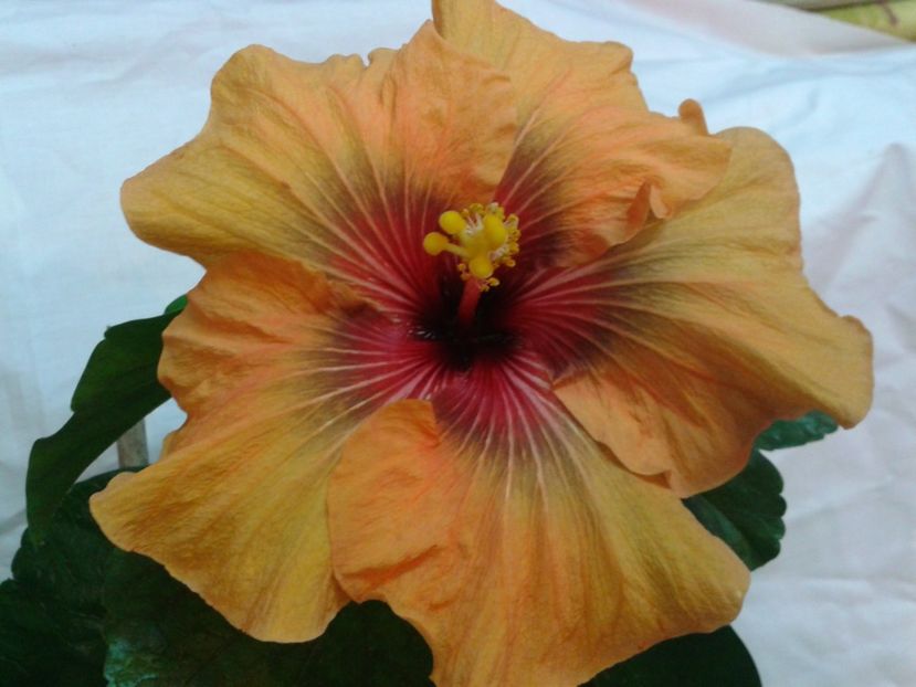 DARK  CONGO - HIBISCUS 2017---2018