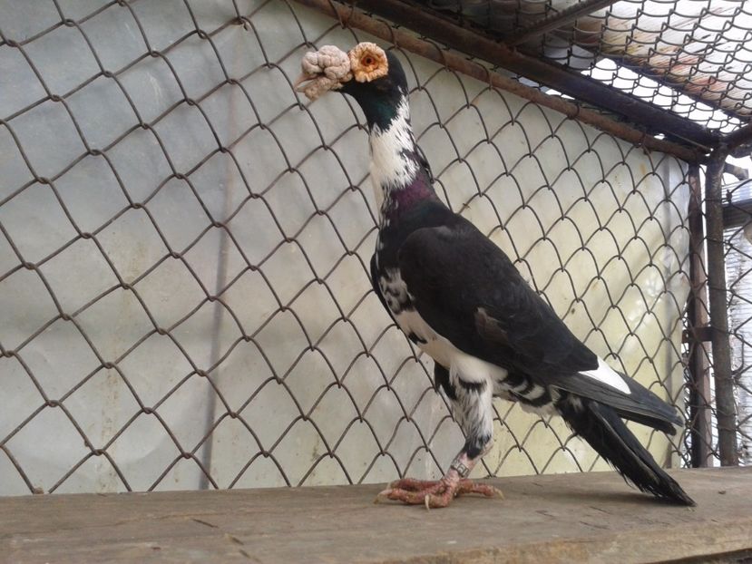 vandut - carieri 2020 de vinzare