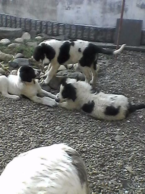 cei 3 crb - AA Puii de Ciobanesc de Bucovina in octombrie 2016