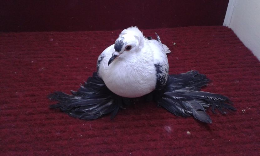 07. Femela EE RO 16 1997 - 26 Randunica de Saxonia ------------- femele vandute