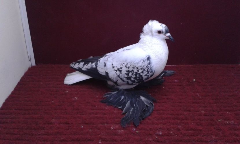 11. Femela EE RO 16 1997 - 26 Randunica de Saxonia ------------- femele vandute