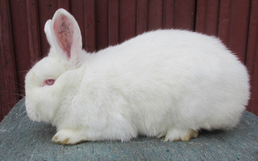  - 000 Masculasi si femelute