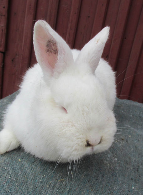 Rotation of IMG_0032 x - 000 Masculasi si femelute