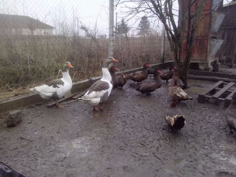  - GASTE POMERANIENE IMPORT SERBIA