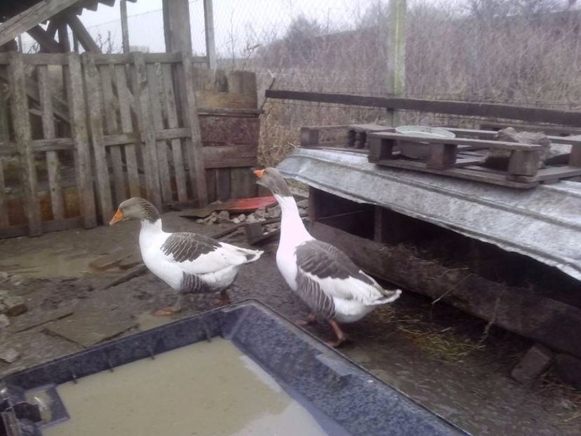 - GASTE POMERANIENE IMPORT SERBIA