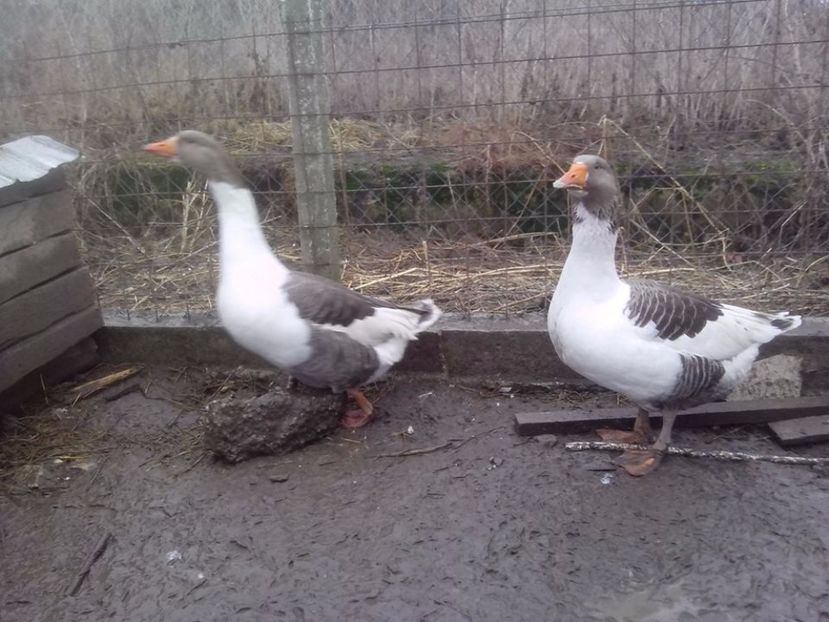  - GASTE POMERANIENE IMPORT SERBIA