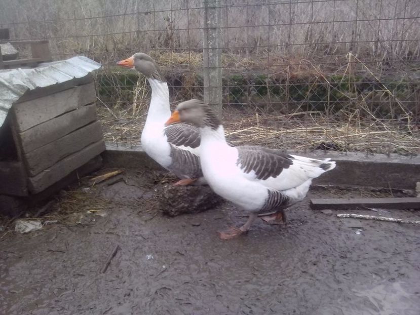  - GASTE POMERANIENE IMPORT SERBIA