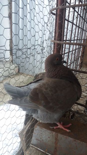 F 2016 vanduta - De vanzare kingi