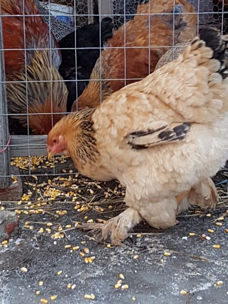 Brahma Columbia 2015 - 001 VANZARE 2017