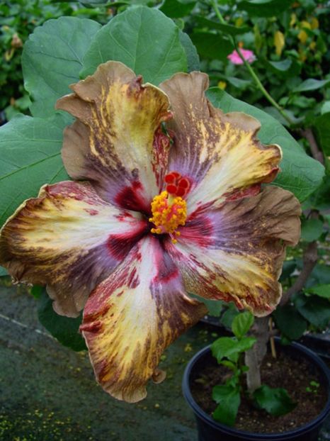 Indi_Soul_Mate - Flori