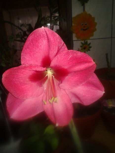 2017-02-22 07.25.19 - Februarie 2017