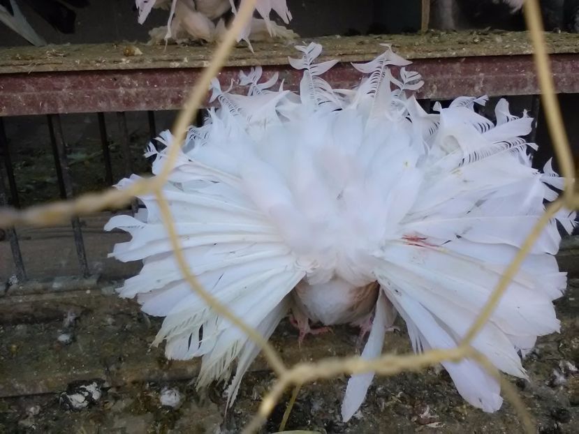  - Voltati bulgaresti