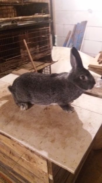 FEMELA - CHINCHILA MARE