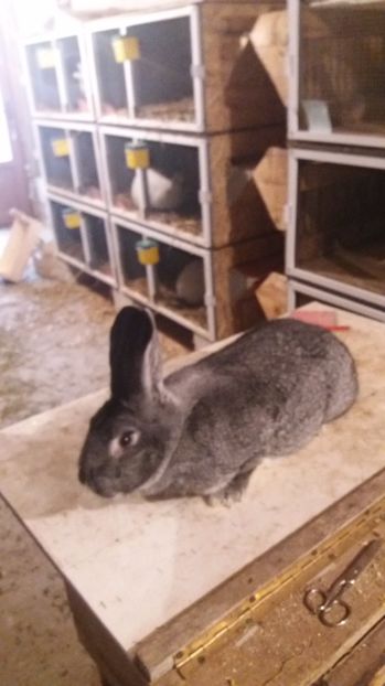 FEMELA - CHINCHILA MARE