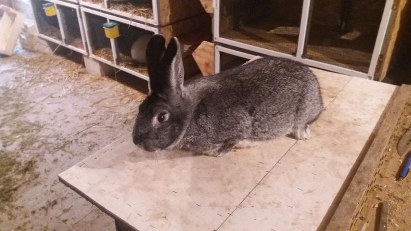 FEMELA - CHINCHILA MARE