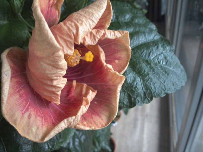 WIN_20170222_111807 - Jolanda Gommer