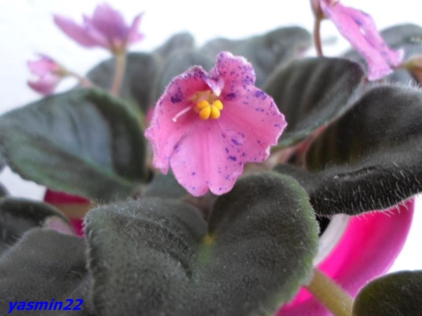 29.06.2016 - Mac Circus Clown