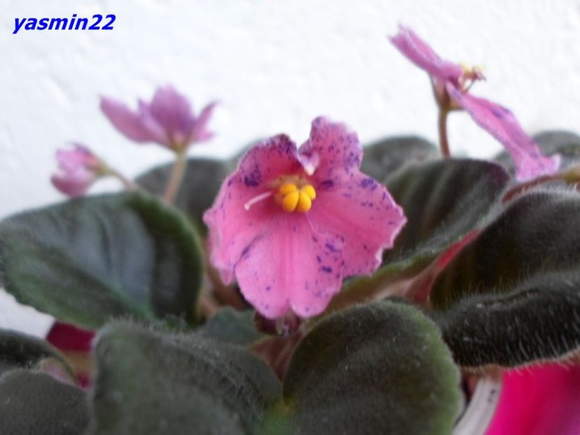 29.06.2016 - Mac Circus Clown