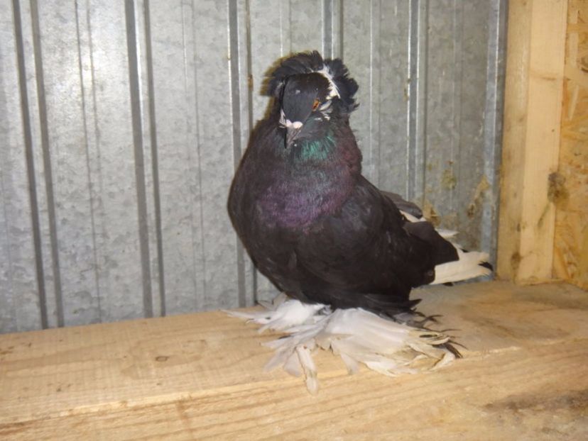  - DE VANZARE FEBRUARIE 2017