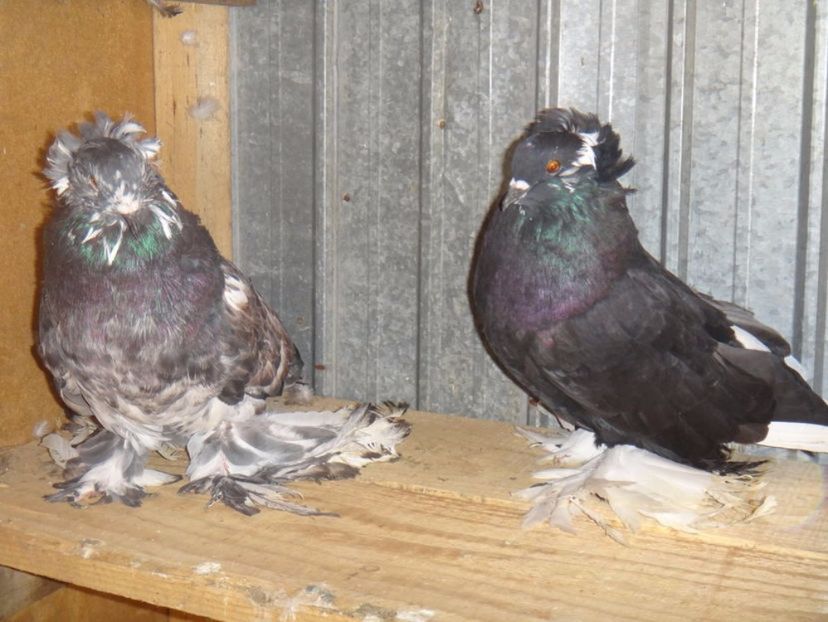  - DE VANZARE FEBRUARIE 2017