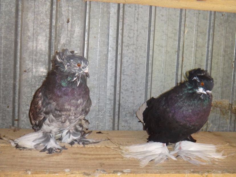  - DE VANZARE FEBRUARIE 2017